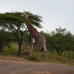 2015-05 South Africa/iMfolozi/DSC_0174.JPG
